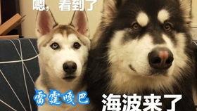 二狗直播爆料最新消息,娱乐圈最新动态大揭秘！